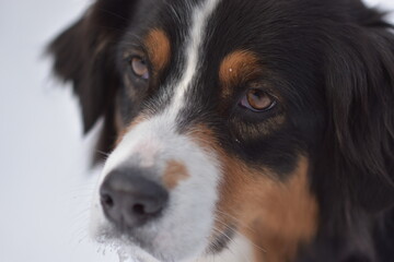 Hund