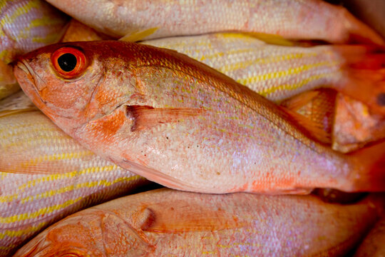 Freshly caught red snapper in Tobago; Milford Bay, Tobago