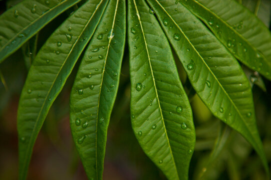 Close view of dew on leaves; Port Antonio, Jamaica