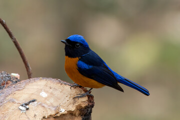Rufous-bellied niltava or Niltava sundara observed in Rongtong in West Bengal