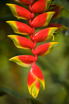 Heliconia plant (Heliconia pendula) growing at Abraham's Spice Garden in Kerala, South India; Kerala, India