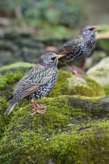 Common starling or European starling family