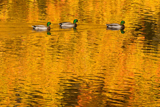 Three male Mallards (Anas platyrhynchos) swimming in a row in a pond in autumn; Mystic, Connecticut, United States of America