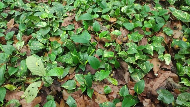 Epipremnum aureum. golden pothos, Ceylon creeper, hunter's robe, ivy arum, house plant, money plant, silver vine, Solomon Islands ivy, marble queen, and taro vine. devil's vine or devil's ivy.