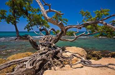Gnarled tree on the beach; Treasure Beach, Jamaica, West Indies