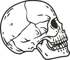 Skull vector for halloween design. Skeleton head or bone brutal skull.