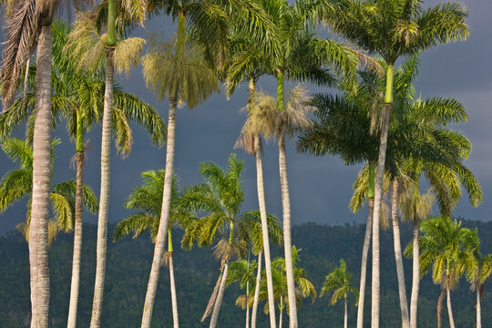 Tall palm trees illuminated in sunlight. The Royal Palm Reserve contains 114 plant species in the Great Morass of the Negril River in Jamaica; Jamaica, West Indies