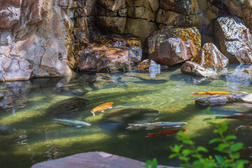 Fototapeta premium Beautiful view of flock of fish of colorful koi in pond.