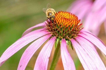 Bee on a flower close up.