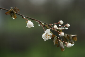 After the rain