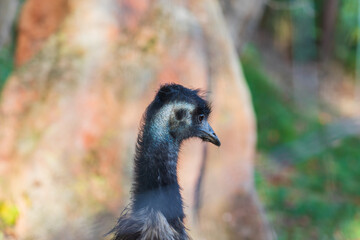 Portrait of a brown emu on a green background.