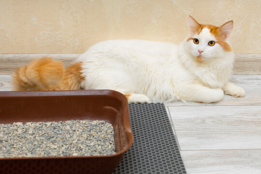 domestic cat lies near the cat tray