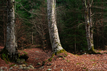 Beautiful woodland landscape shot.