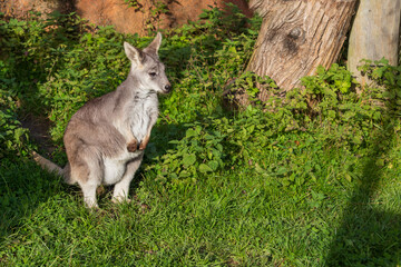 Beautiful little kangaroo on a green meadow