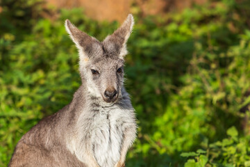 Beautiful little kangaroo on a green meadow