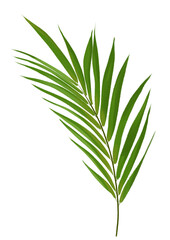 palm leaf watercolor illustration isolated on transparent background
