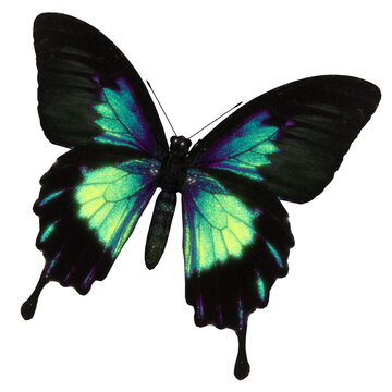 Dark green violet butterfly morpho