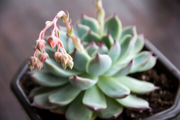 Closeup of the delicate pink blossoms of Echeveria "Blue prince"
