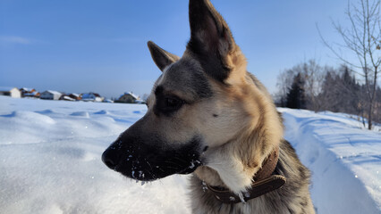 Dog German Shepherd on a big field in a winter day and white snow arround. Waiting eastern European dog veo