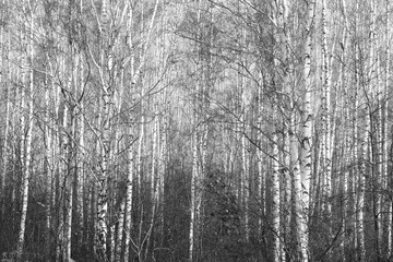 Beautiful birch trees in autumn