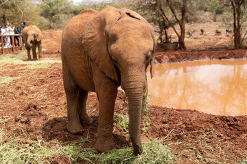 Nairobi, Kenya -  Baby elephant eating grass at the 