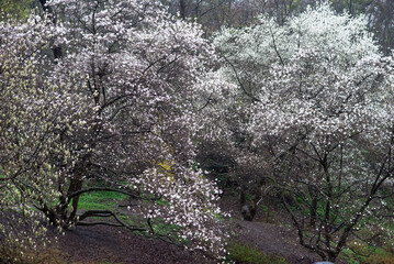 In spring, the magnolia tree starts to bloom in the botanical park. It is raining outside and you...