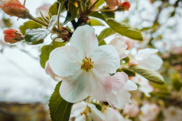 Apple blossom in spring