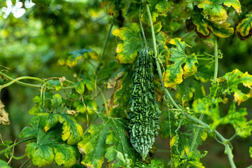 The Ultimate Growing Bitter Gourd