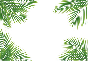 Fototapeta na wymiar palm leaves frame