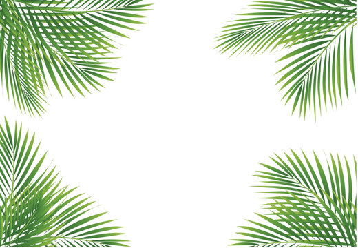 palm leaves frame