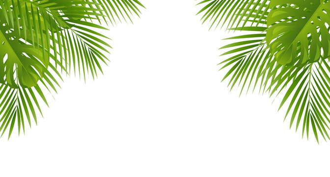 Green Palm Tree Leaves Leaves Frame Isolated White Background