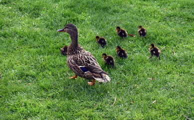 Entenspaziergang im Freiburger Stadtgarten