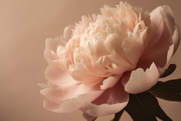  a large pink flower with leaves on a brown and white background with a light pink wall in the background and a light pink wall in the background.  generative ai