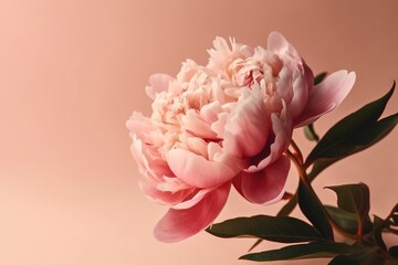  a large pink flower with green leaves on a pink background with a light pink background and a pink wall in the background with a light pink background.  generative ai