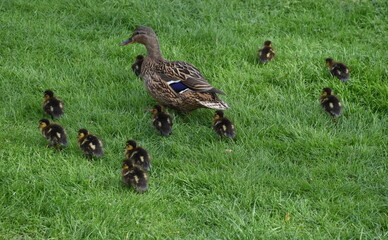 Entenspaziergang im Freiburger Stadtgarten