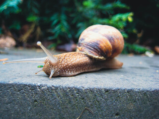 snail on stone