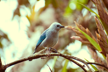 bird on a branch