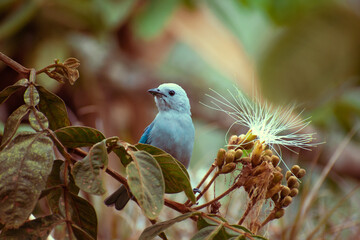 bird on a branch