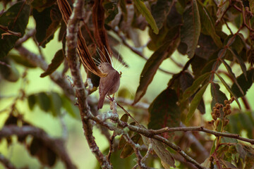 bird on a branch