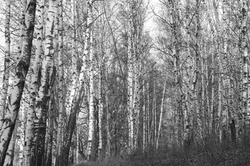 Beautiful birch trees in autumn