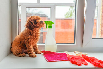 a red toy poodle puppy sits on the window next to him with window cleaners, rubber gloves and a rag. Housework, cleaning with animals