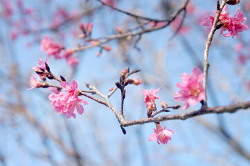 pink cherry blossom with blue background