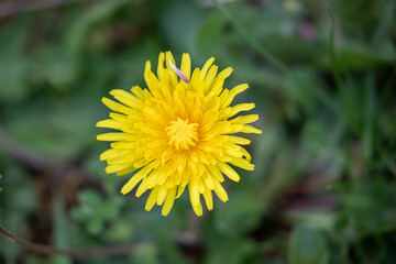 Dandelion in garden in full bloom