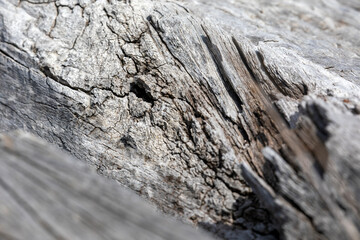 Grunge wood texture and background