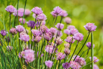 Obraz premium Small purple chives flowers growing in garden on bunch of herbs, closeup detail