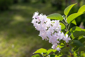 Blooming lilac branches in the park. Spring concept. Lilacs bloom beautifully in spring. white spring petals and green leaves of shrub. copy space