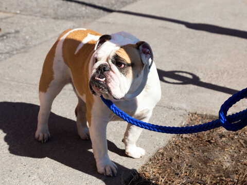 Selective focus view of English fawn and white bulldog with pronounced prognathic&nbsp;mandible tied outdoors in the sun waiting for its owner, Montreal, Quebec, Canada