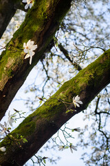Fototapeta premium Delicate white magnolia flowers on a big tree with mossy bark