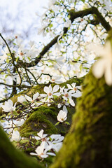 Delicate white magnolia flowers on a big  tree with mossy bark