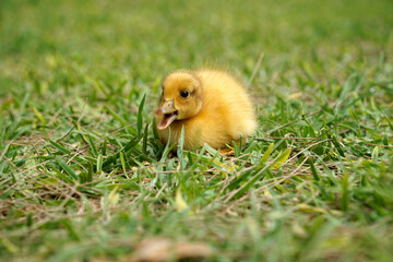 Yellow nestling of duck with open mouth on grass